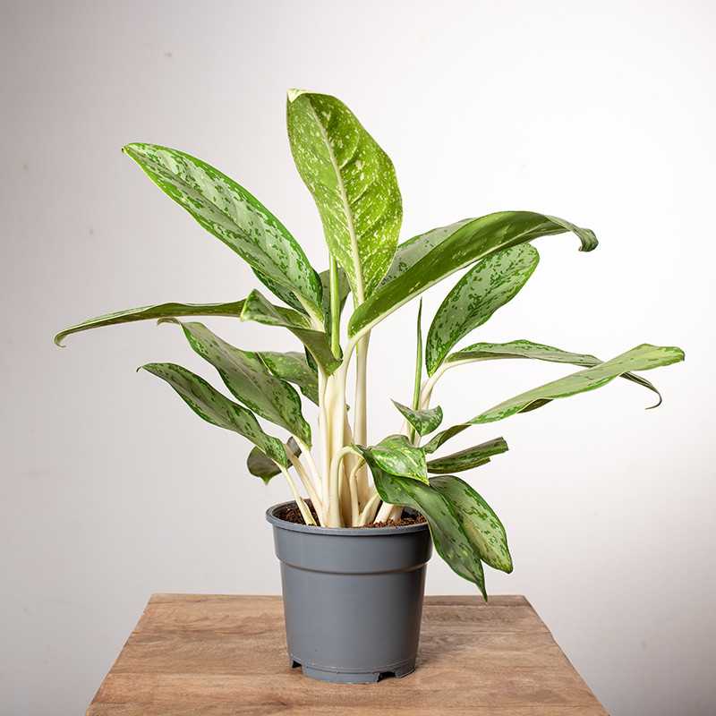 Aglonema 'Royal Diamond'