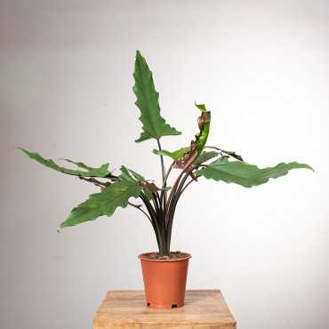 Alokazja lauterbachiana