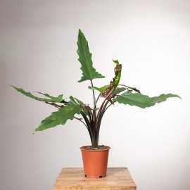 Alokazja lauterbachiana