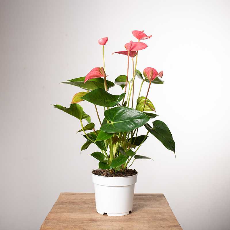 Anturium 'Pink Champion'