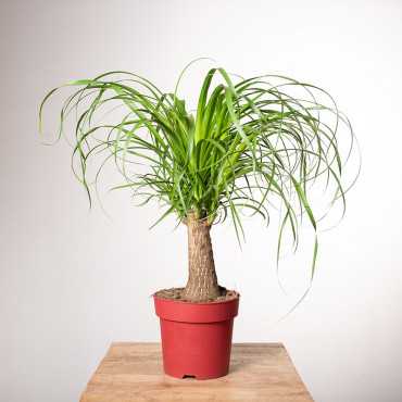 Nolina wygięta | z Nogą Nolina wygięta | z Nogą