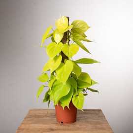 Filodendron 'Lemon Lime' | Na pniu