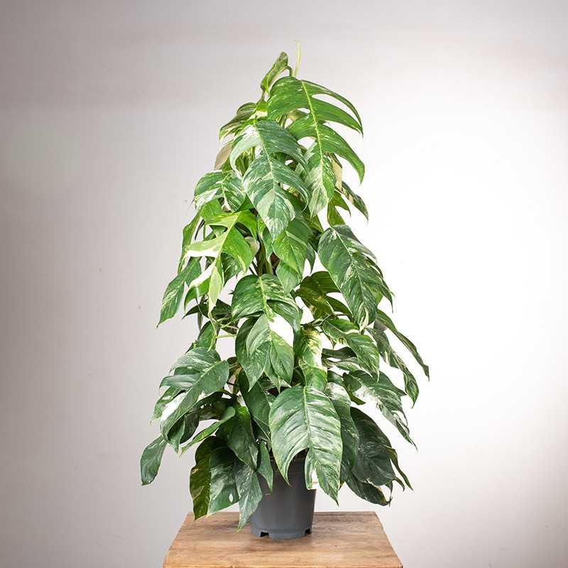 Epipremnum pinnatum 'Variegata' | Na pniu
