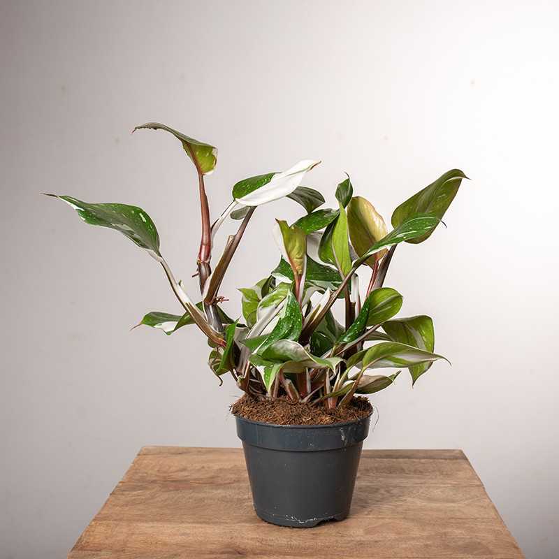 Filodendron 'White Knight'