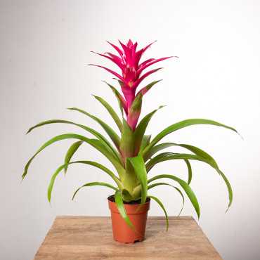 Guzmania 'Voila'