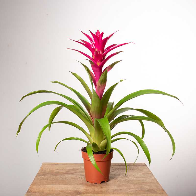 Guzmania 'Voila'
