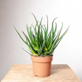 Aloes 'Safari Sunrise'
