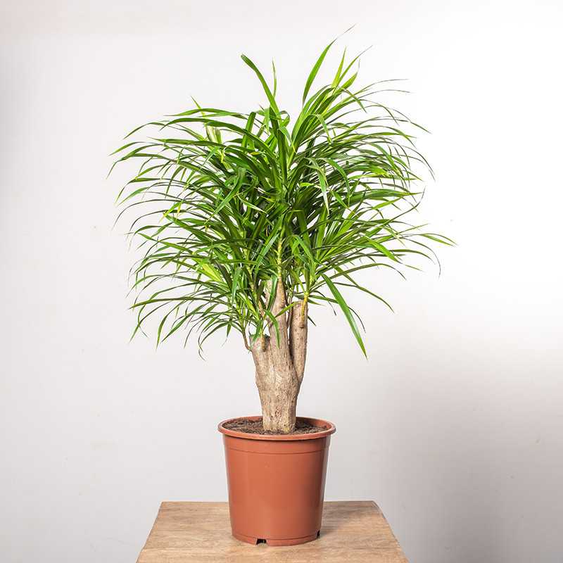 Dracena 'Anita' | Na pniu