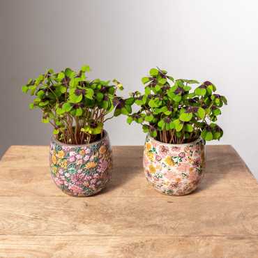 Szczawik Deppego w ozdobnej osłonce