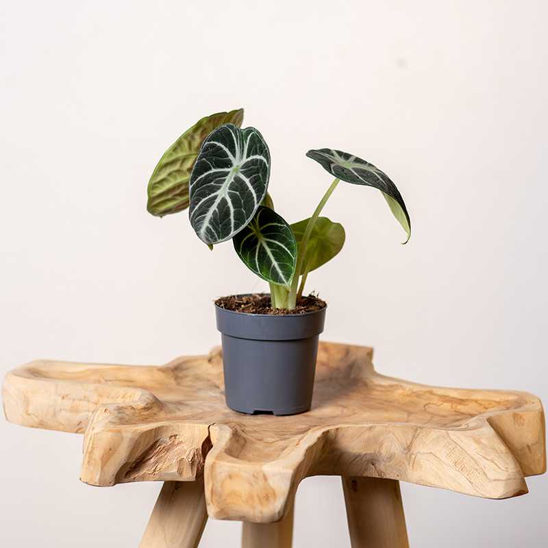 Alokazja 'Black Velvet'