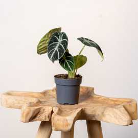 Alokazja 'Black Velvet'