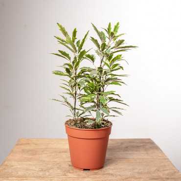 Dizygoteka 'Bianca'