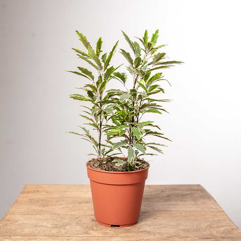 Dizygoteka 'Bianca'