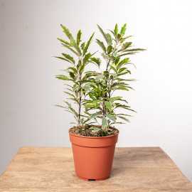 Dizygoteka 'Bianca'