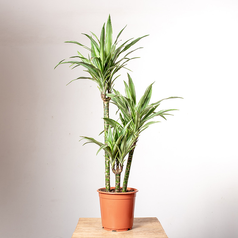 Dracena 'Warneckii' | Duża