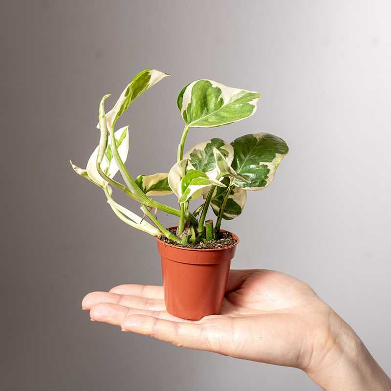 Epipremnum 'N'Joy'