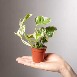 Epipremnum 'N'Joy'