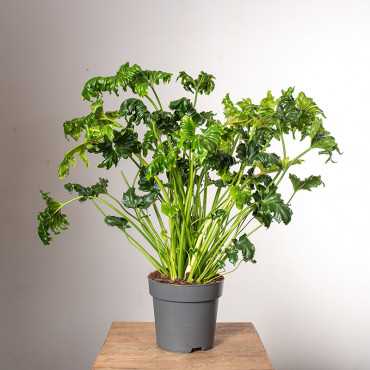 Filodendron 'Atlantis'