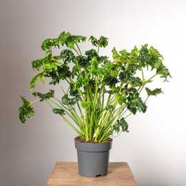 Filodendron 'Atlantis'