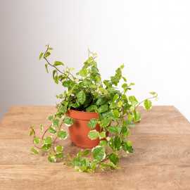 Fikus 'White Sunny'