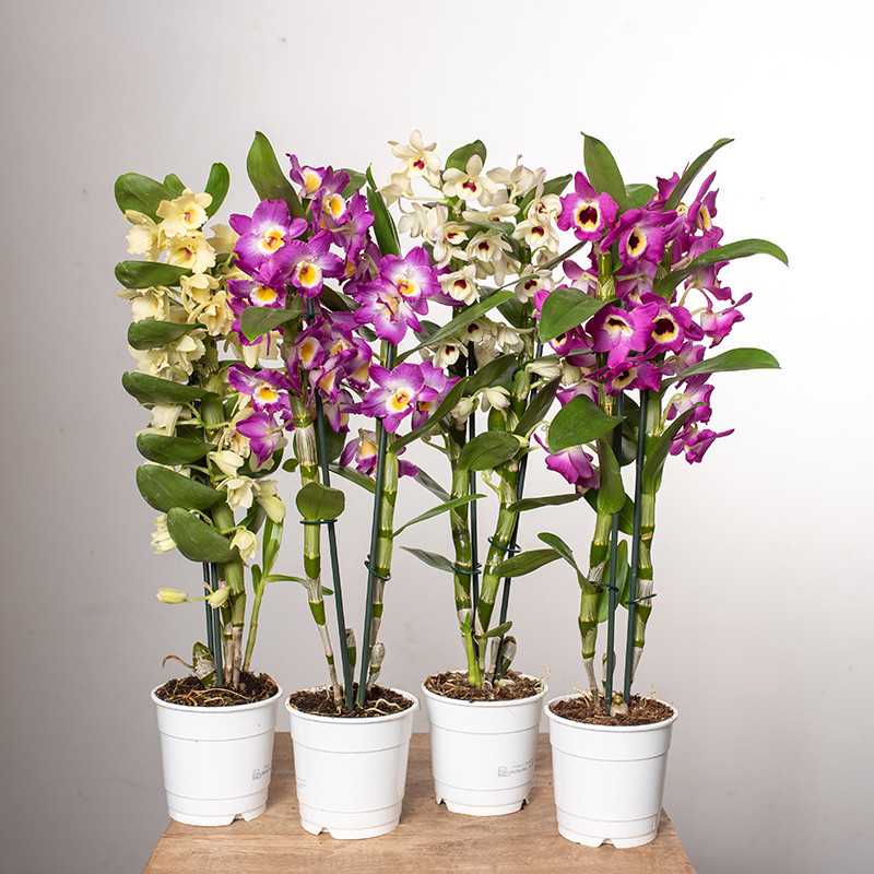 Dendrobium szlachetne | MIX...