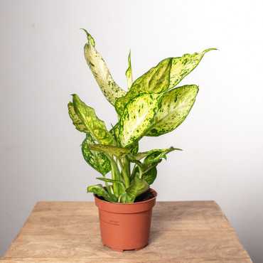 Difenbachia 'Amy'