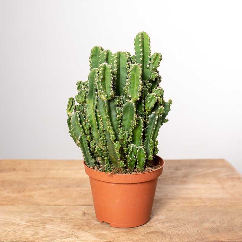 Cereus peruwiański 'Florida'