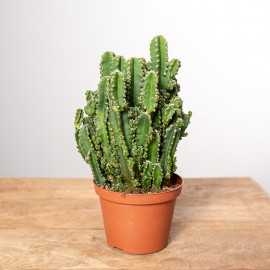 Cereus peruwiański 'Florida'