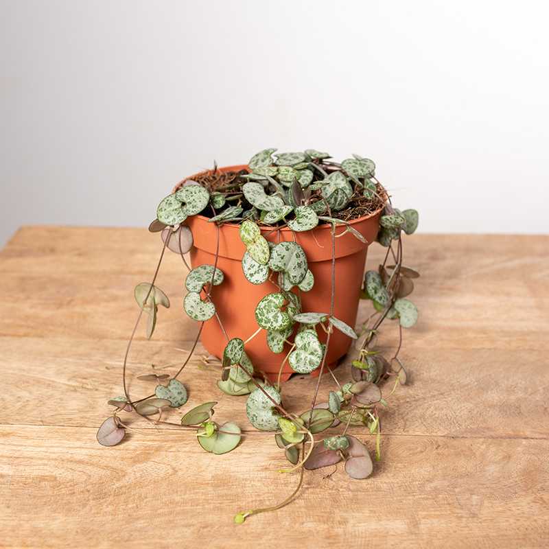 Ceropegia woodii