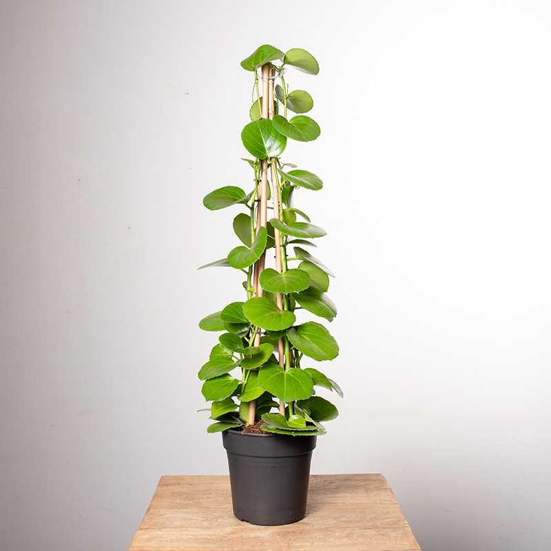 Cissus rotundifolia
