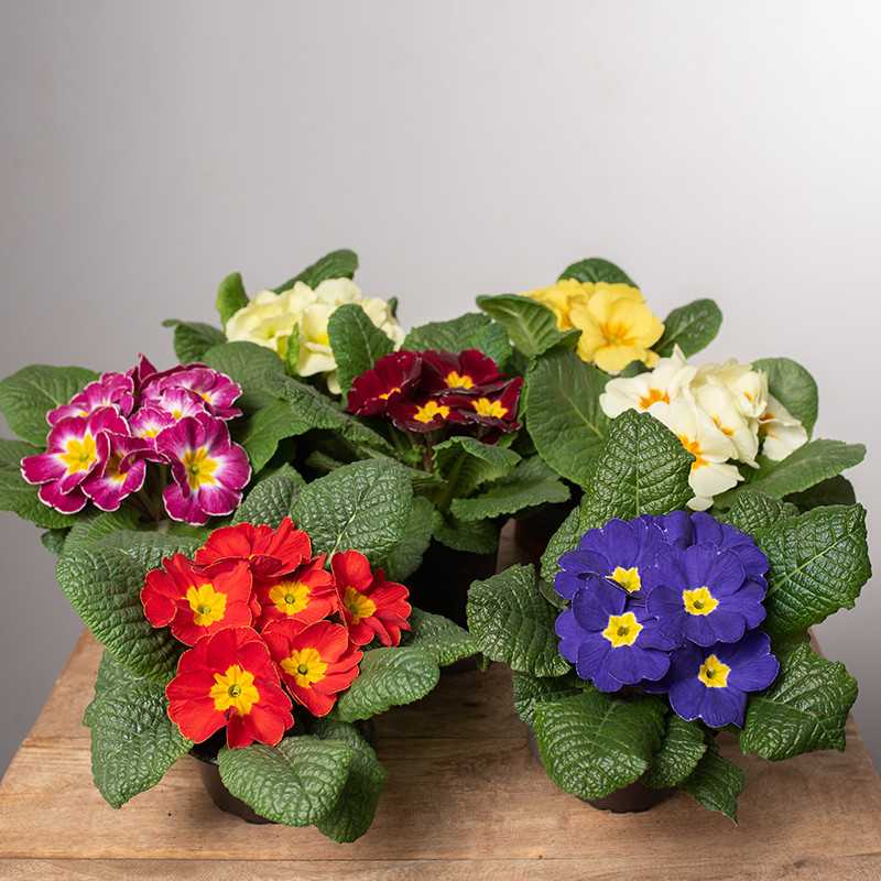 Prymula MIX kolorów