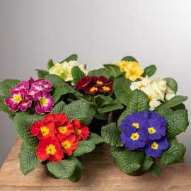 Prymula MIX kolorów