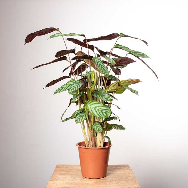 Ctenante 'Compactstar'