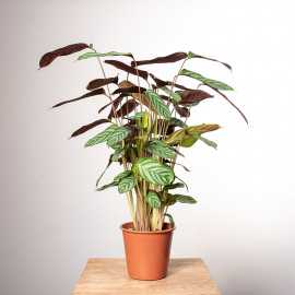 Ctenante 'Compactstar'