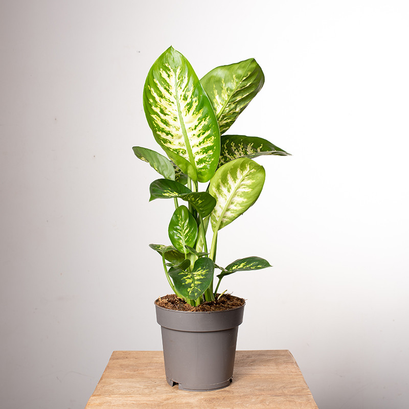 Dieffenbachia 'Reeva'