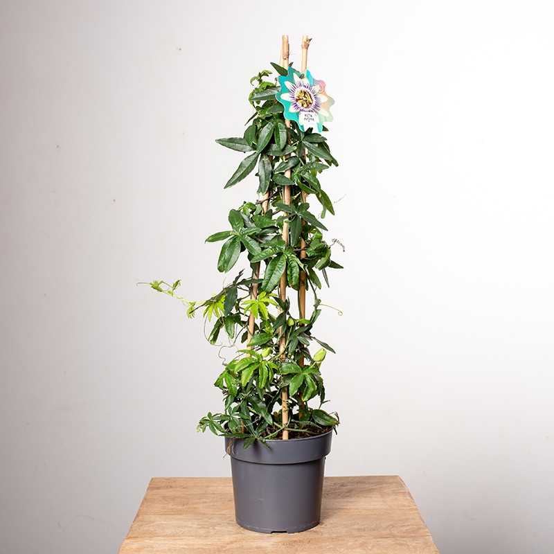 Passiflora | Piramida