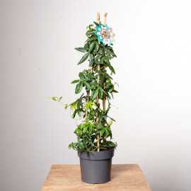 Passiflora | Piramida