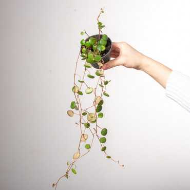 Peperomia prostrata 'Pepperspot'