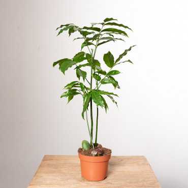 Kasztanowiec australijski 'Magnifico'