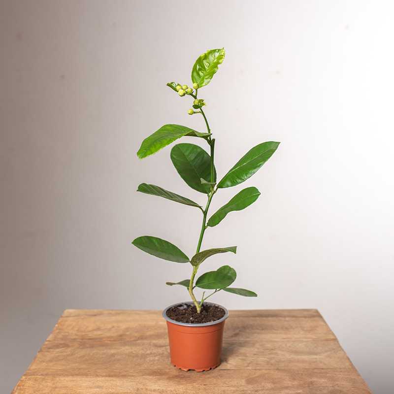 Cytryna Skierniewicka