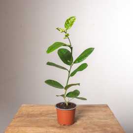 Cytryna Skierniewicka