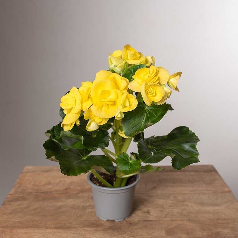 Begonia zimowa | Żółta