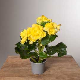Begonia zimowa | Żółta