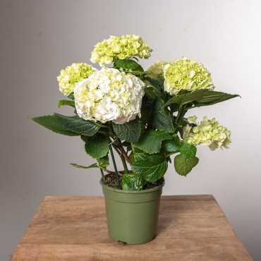 Hortensja | Biała