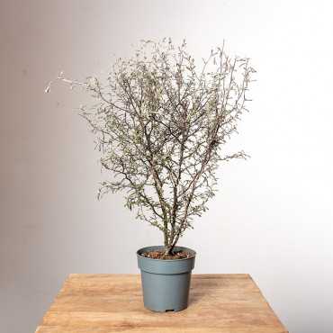 Corokia zygzakowata