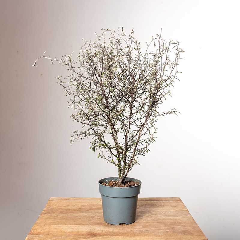 Corokia zygzakowata