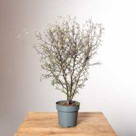 Corokia zygzakowata