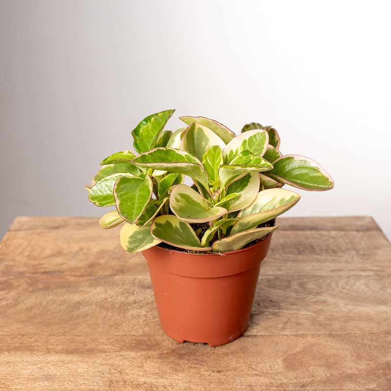 Peperomia 'Obtipan Bicolor'