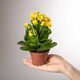 Kalanchoe | Żółte