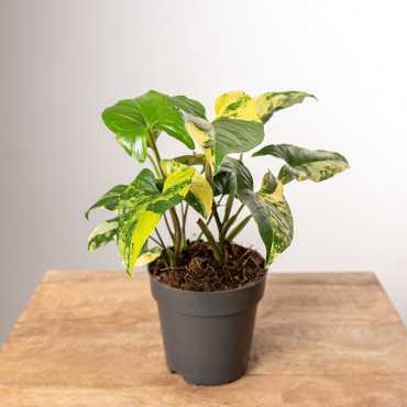 Syngonium 'Yellow Variegata'